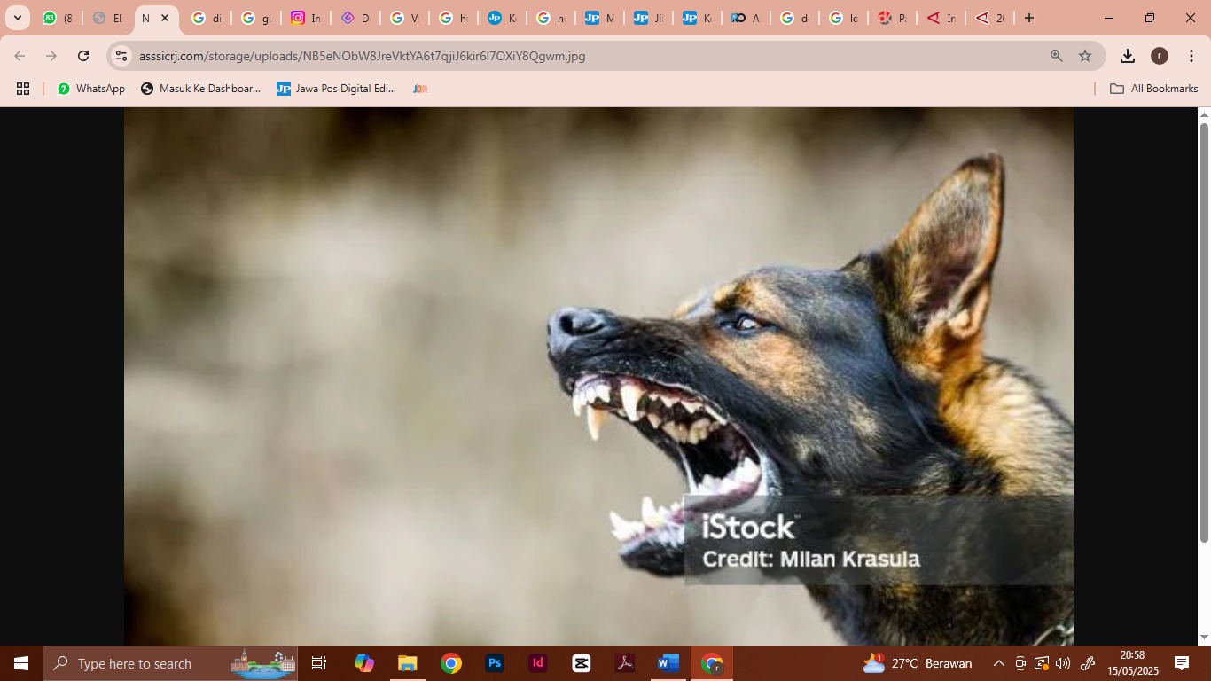 ilustrasi foto anjing (Sumber foto: istockphoto.com)