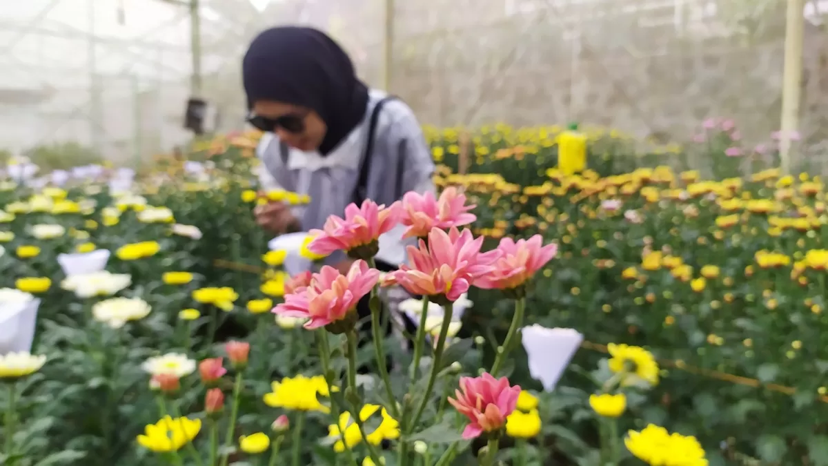 BERMEKARAN: Kebun Polije Nursery yang berada di Rembangan menjadi daya pikat anak muda. Bahkan, pembeli bisa memetik sendiri bunganya. (Dok. Radar Jember)