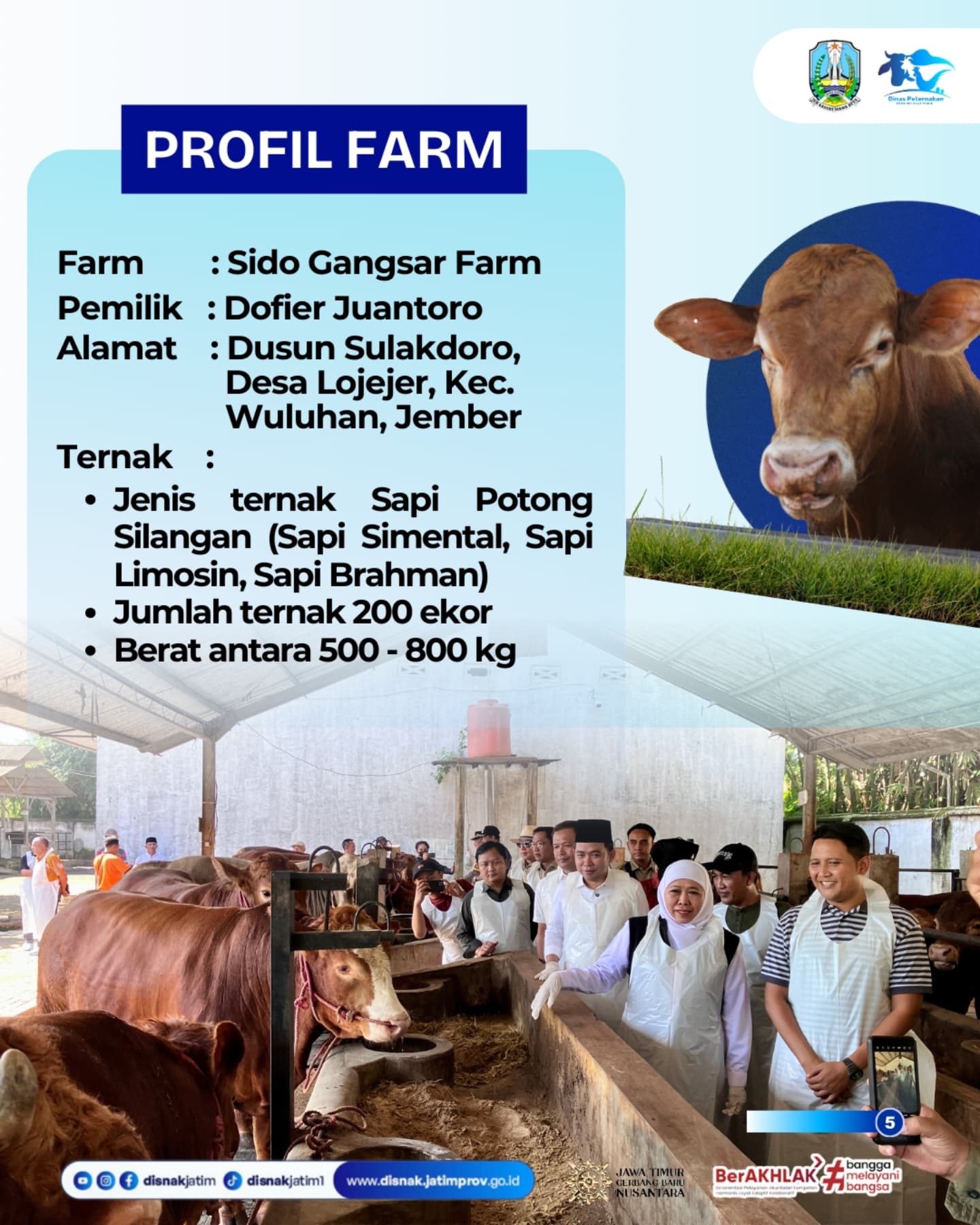 Gubernur Jatim Khofifah Indar Parawansa saat mengunjungi peternakan Sido Gangsar Farm di Jember, beberapa waktu lalu. Dia memastikan hewan kurban sehat dan surplus. (Disnak Jatim)