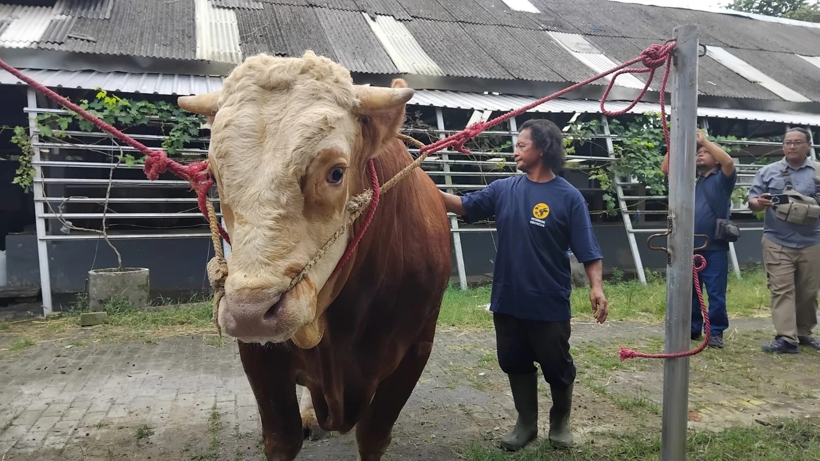 Sapi milik Kades Dawuhan Lor, Kecamatan Sukodono, Lumajang, Andi Rohman yang dibeli oleh Presiden Prabowo Subianto.&nbsp;(ATIEQSON MAR IQBAL/RADAR SEMERU)
