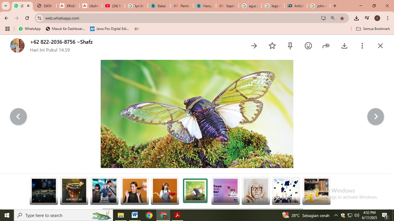 Ilustrasi tonggeret