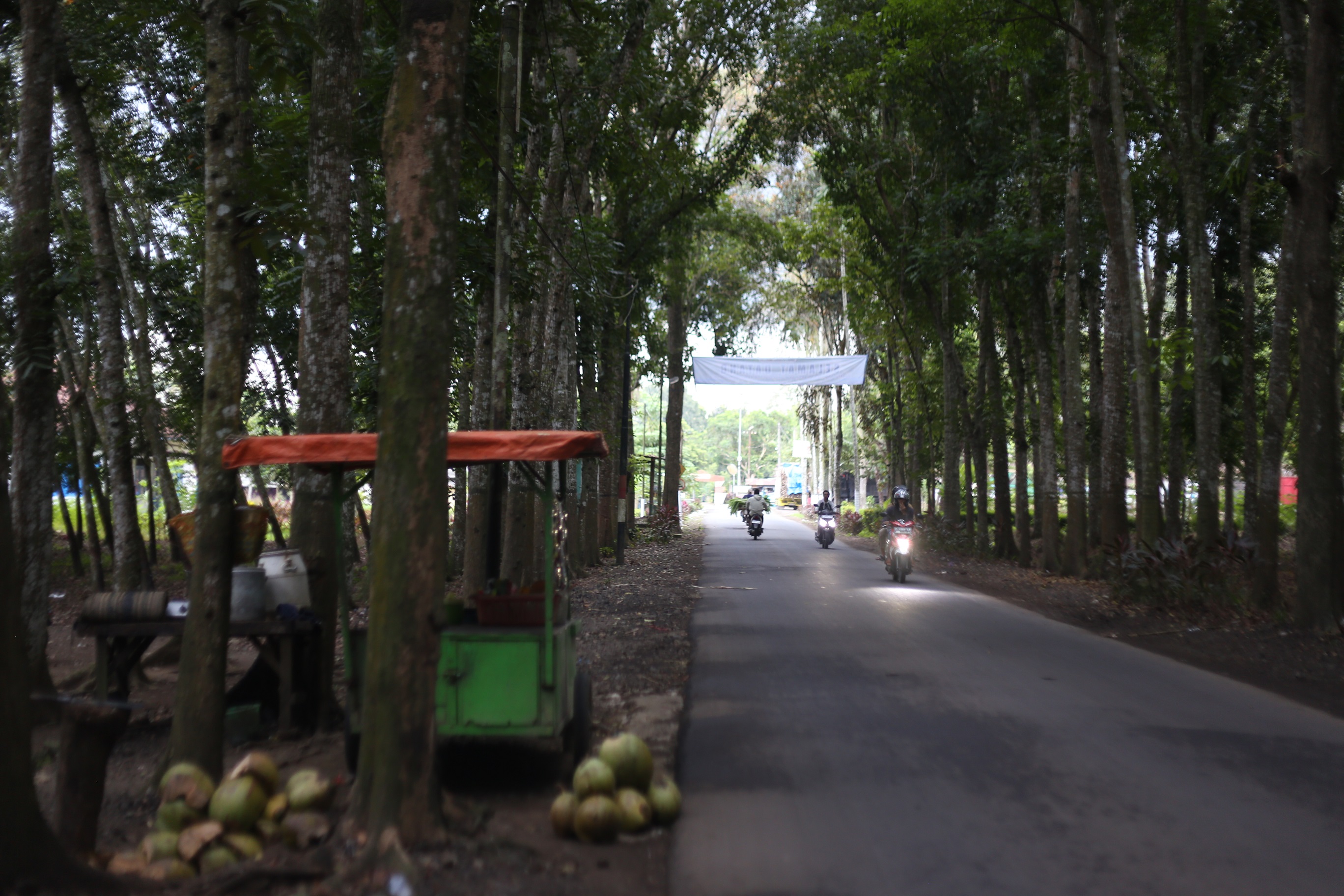 Sarmina pedagang yang menjajakan kelapa muda di Kebun Karet, Glantangan Jember. Ini jadi jujugan liburan hemat.