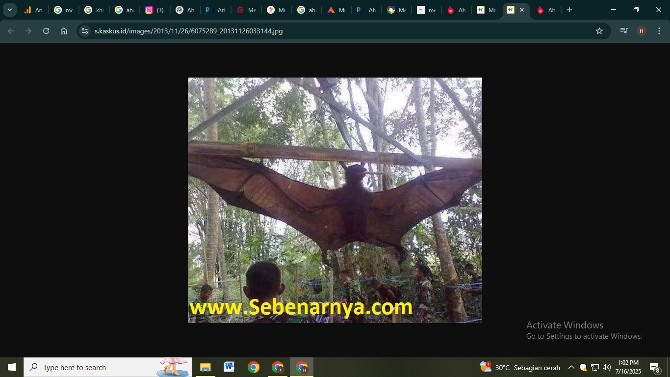 Sebuah kelelawar yang ditangkap dan banyak diunggah di medsos