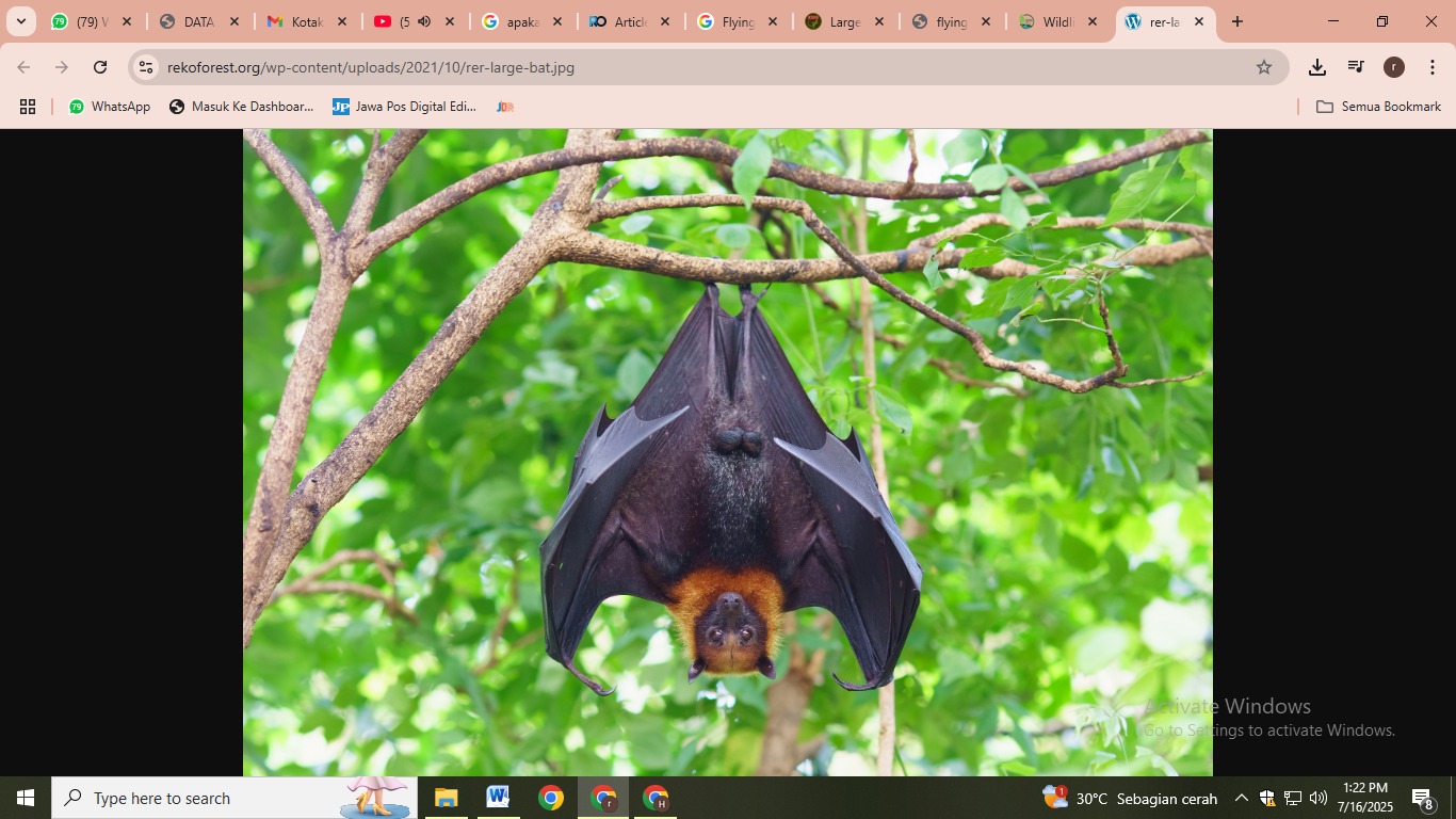 Kelelawar Flying Fox atau Pteropus vampyrus