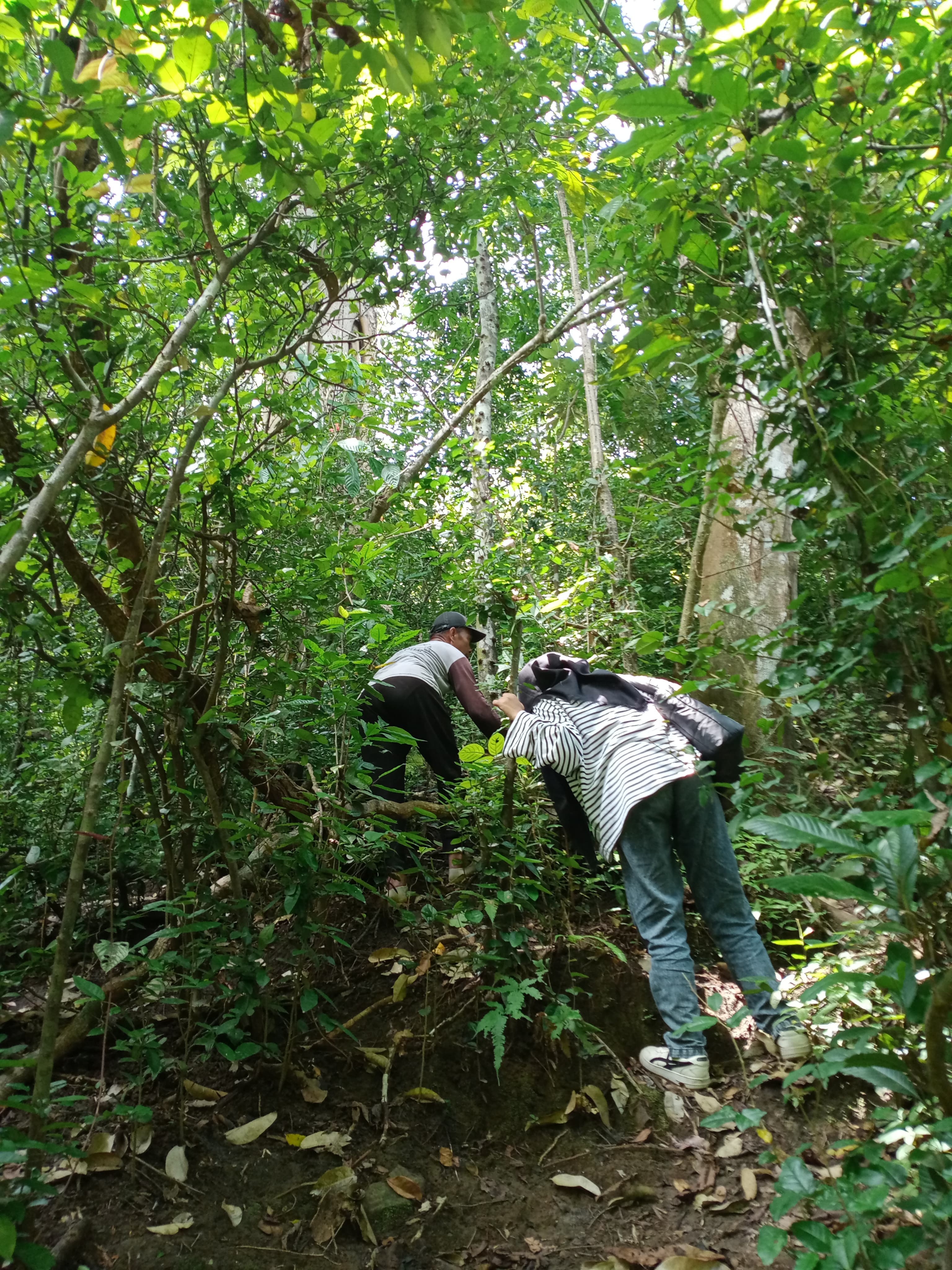 A visitor explores the forest to look for the Rafflesia flower at Meru Betiri National Park in Jember. Photo: Delia Enggar Sugiana
