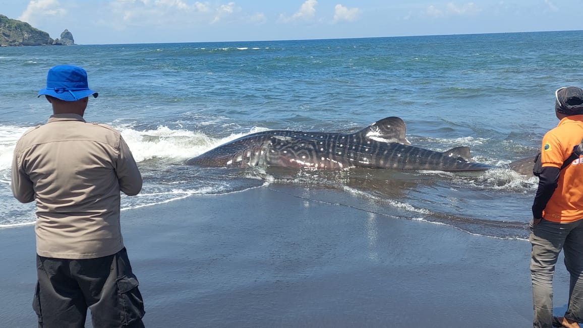 Hiu tutul terdampar di Pantai Puger Jember. Hiu yang dilindungi ini ditemukan oleh dua pemancing.