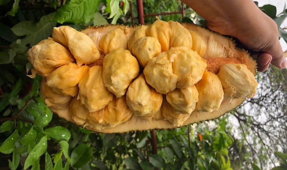 cempedak (Pinterest)