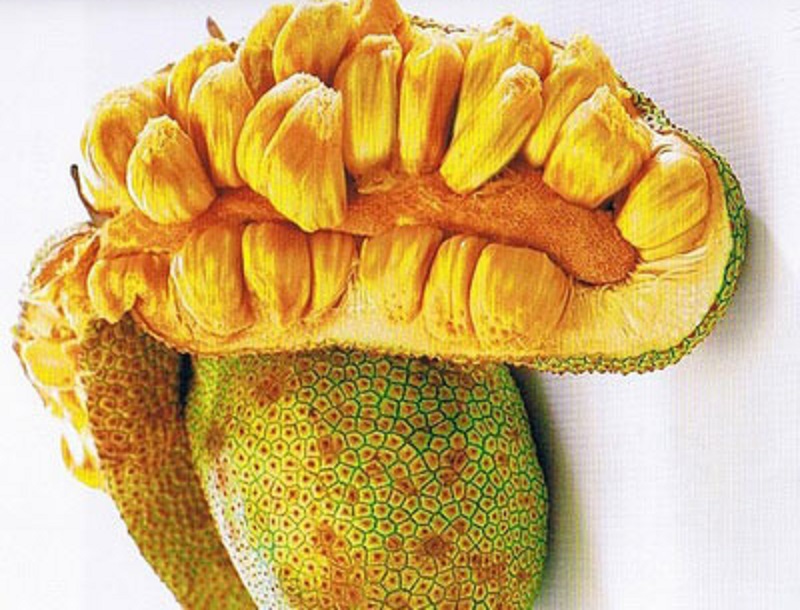 Sering Tertukar, Ini 5 Perbedaan Mencolok Antara Nangka dan Cempedak