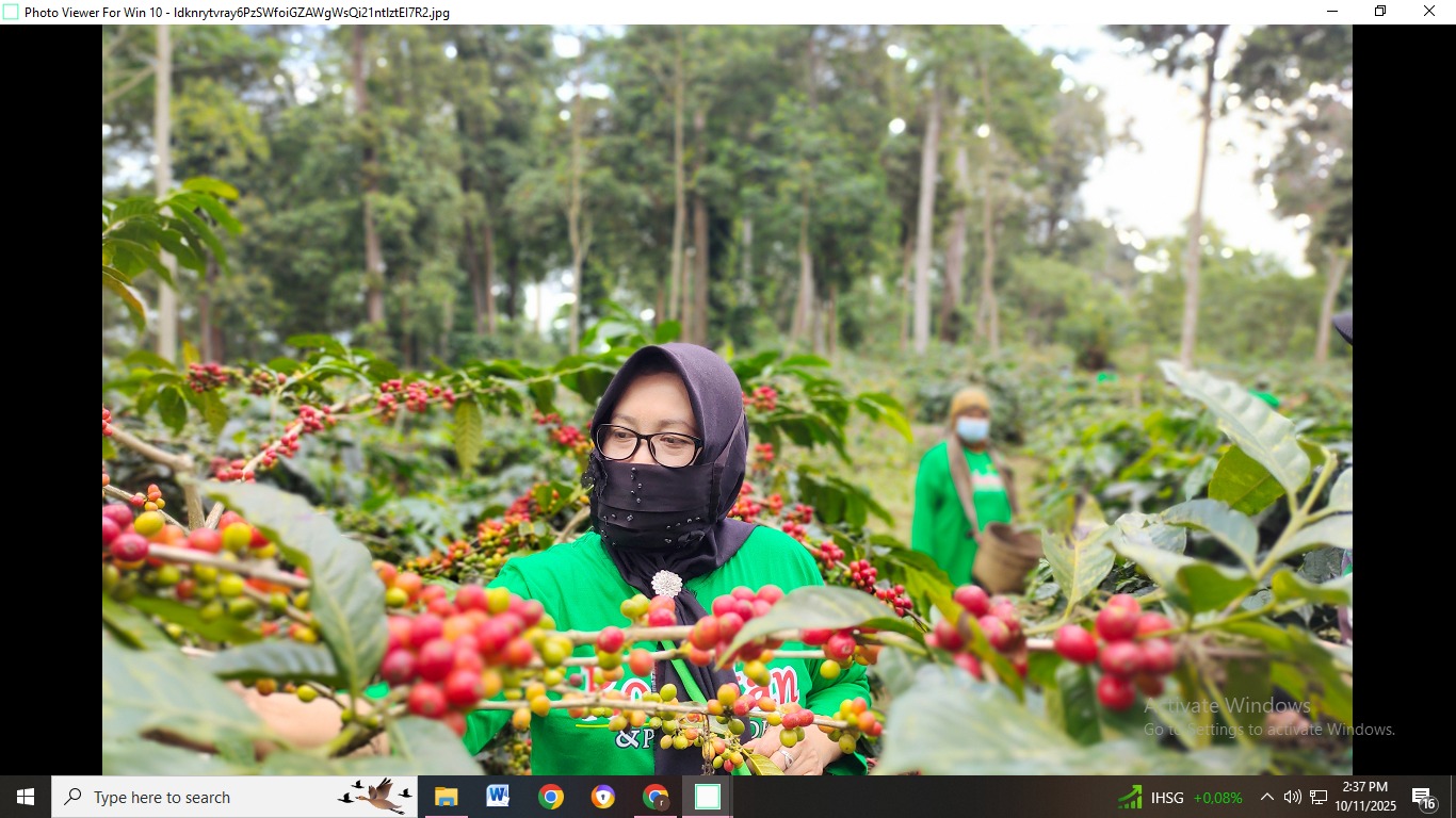 FAQIH HUMAINI/radar ijen  BAHAGIA: Sejumlah wisatawan saat belajar memetik kopi di Kampung Kopi Kluncing, Kecamatan Sumber Wringin.
