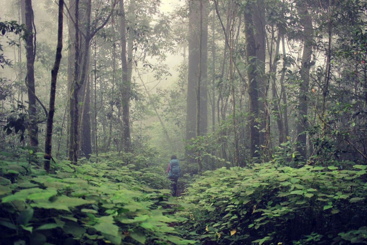 Kabut tipis menyelimuti hutan Argopuro. Di balik rimbun pepohonan tumbuh Lumut Kembang Angin tanaman langka yang menyimpan khasiat. Dok ( TelusRI Oleh Rifqy Faizal Rahma)