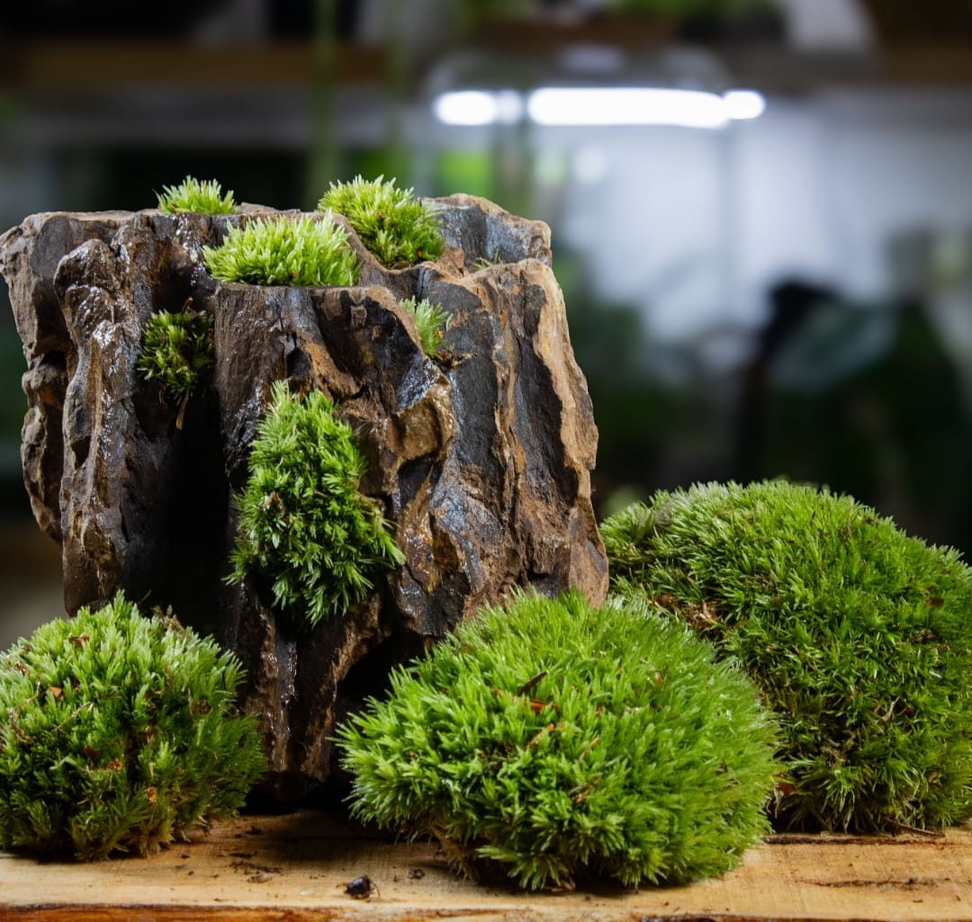Lumut Kembang Angin, si hijau lembut dari lereng Argopuro. Tumbuh di batang pohon dan bebatuan lembap, lumut ini sejak lama dikenal masyarakat pegunungan sebagai bahan herbal alami untuk menjaga daya