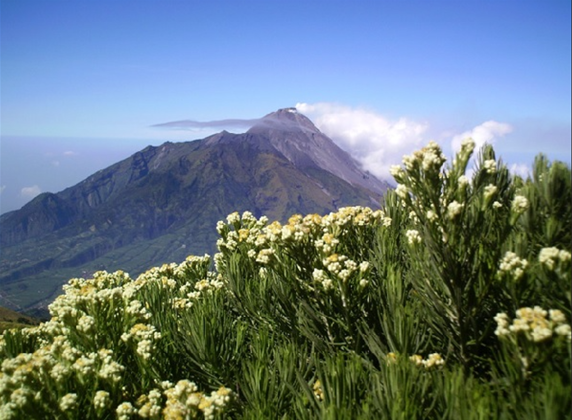 Bunga edelweis yang tumbuh di sekitar lereng Gunung Raung menjadi simbol keabadian alam dan kekayaan hayati yang dijaga oleh masyarakat setempat.Dok&nbsp;(Bibit&nbsp;Bunga).