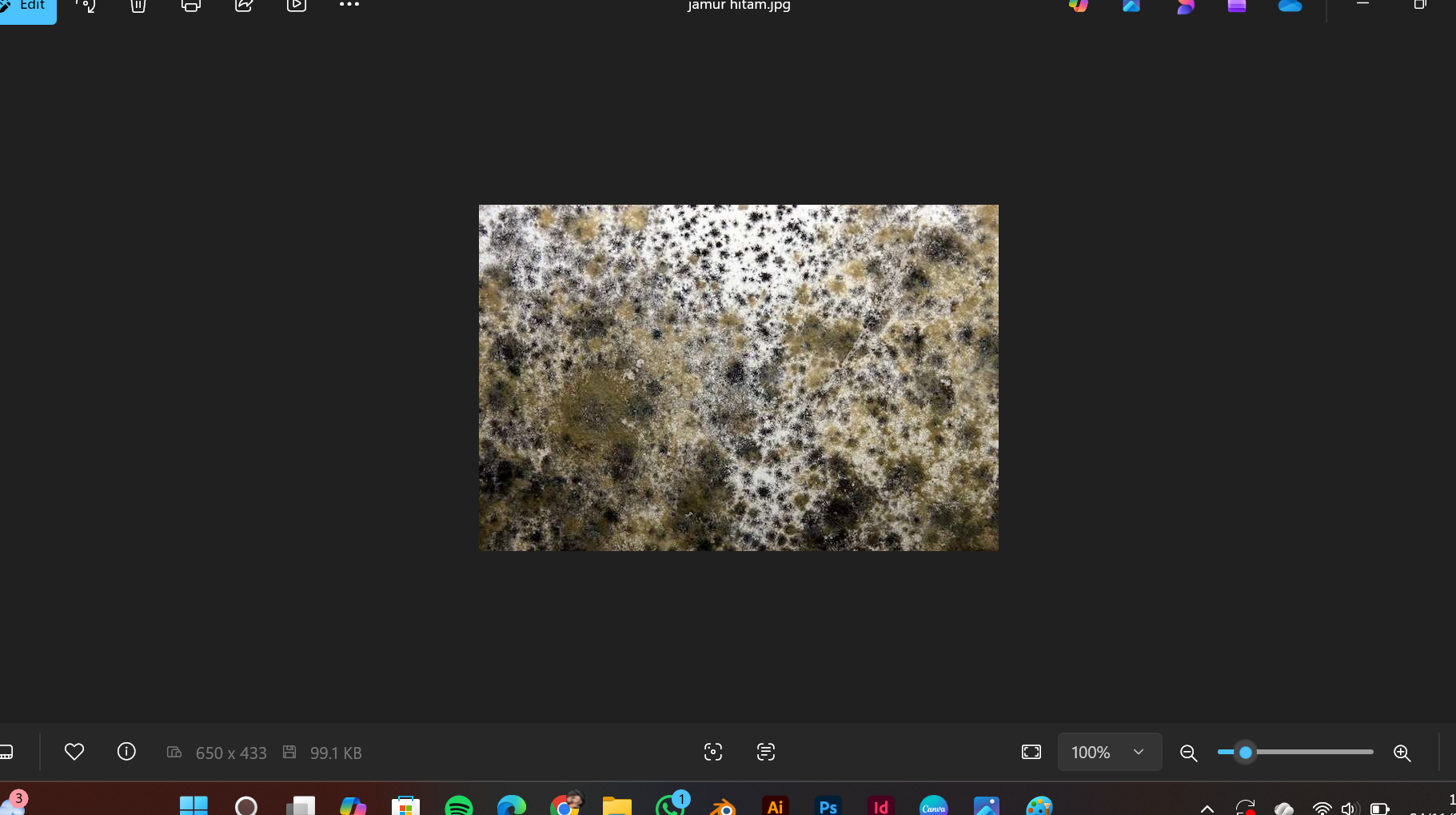 Pinterest, Jamur Black Mold (Foto: Steven Hr)