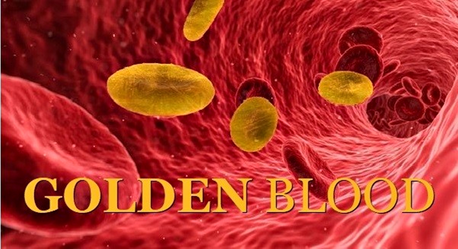 golden blood diambil dari website stikes Husada Borneo Banjarbaru