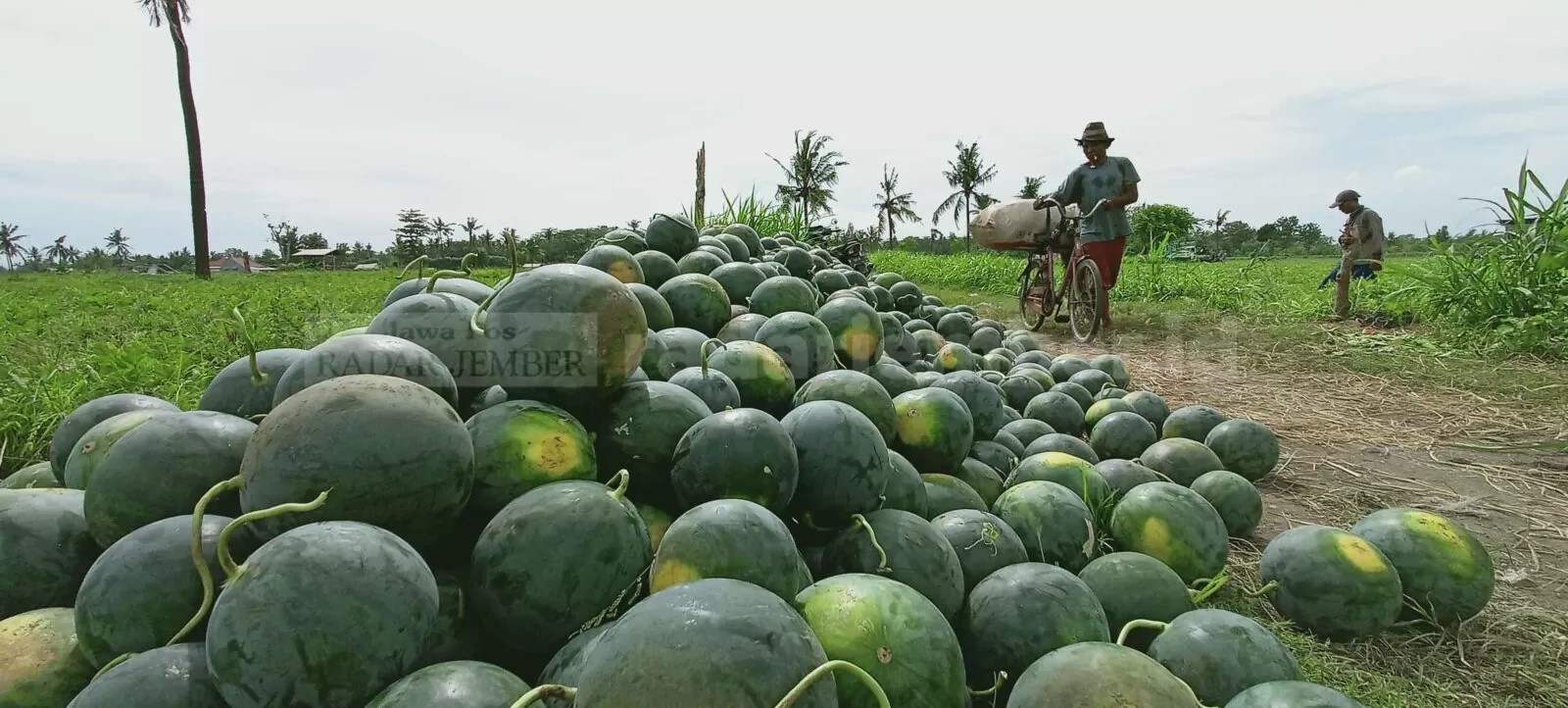 Buah semangka yang dipanen warga di Desa Puger Kulon, kecamatan Puger beberapa waktu lalu. MAULANA/RADAR KEMBER)