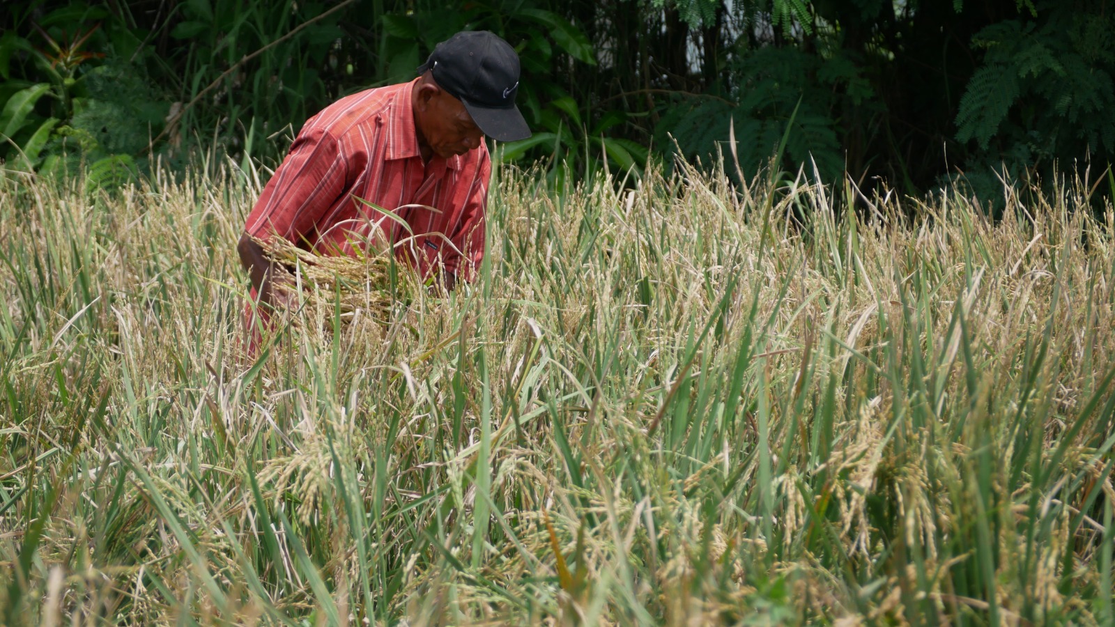 Salah satu petani Jember. Bulog Jember Targetkan 84 Ribu Ton Beras dan 10 Ribu Ton Jagung, Ini Strateginya