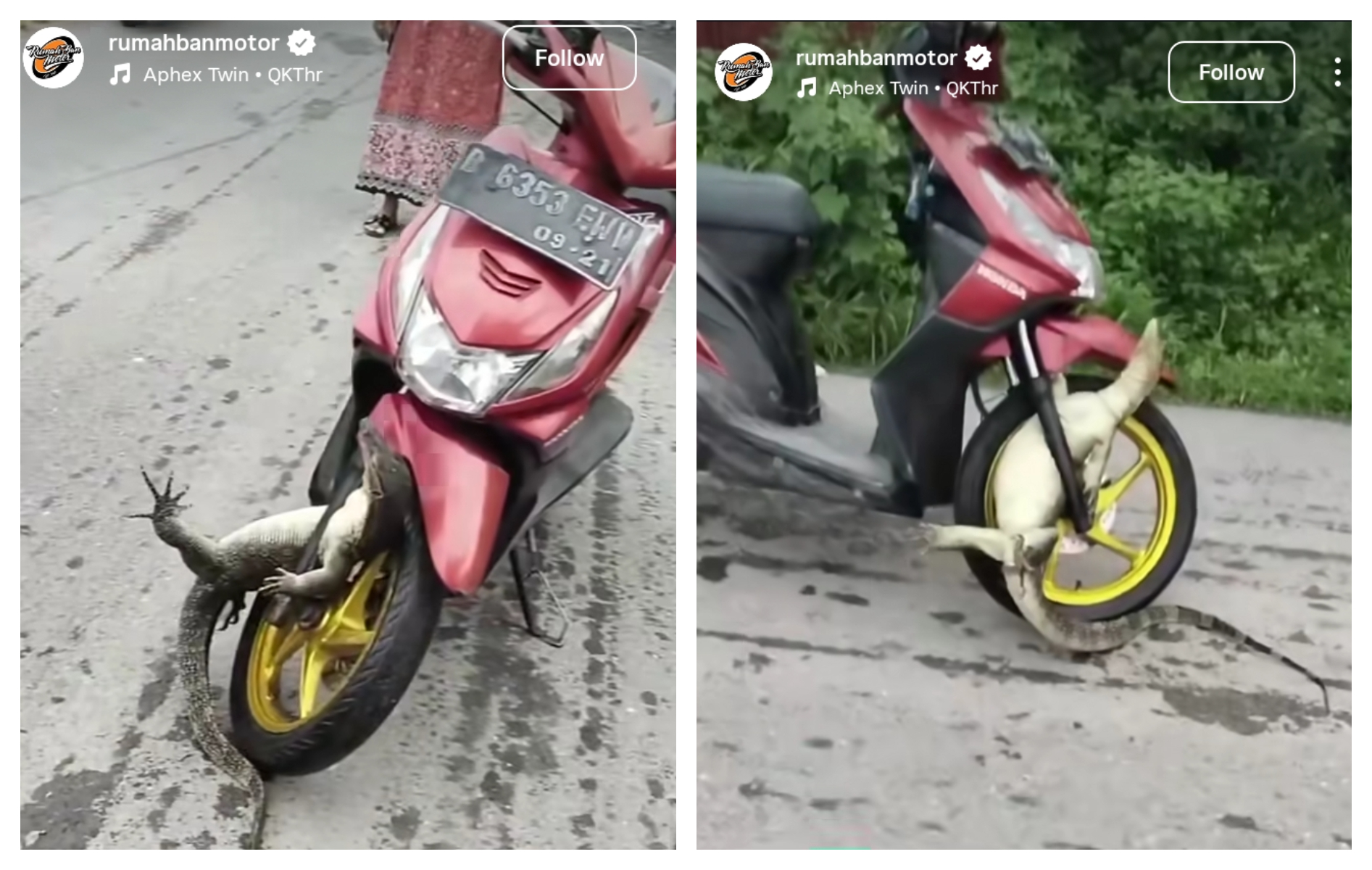 Viral seekor biawak terjepit di velg ban motor (IG; @banrumah)