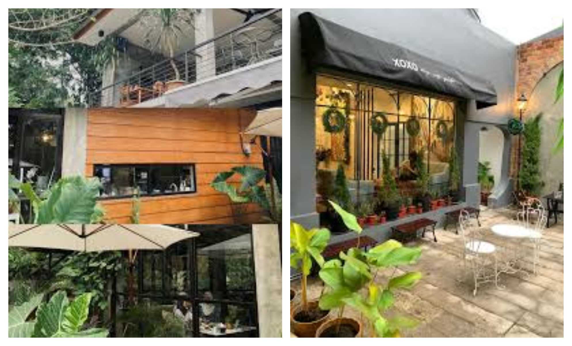 Alocasia (Kiri) & XOXO (Kanan), (Instagram)