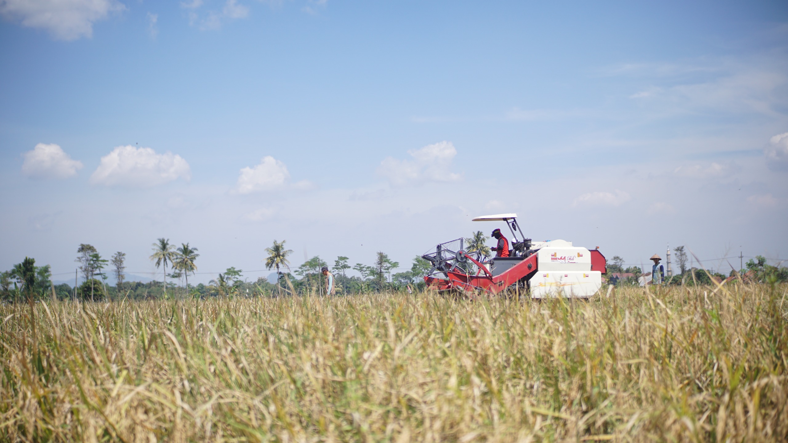 Petani memanen padi dibawah terik matahari (yulio/halojember)