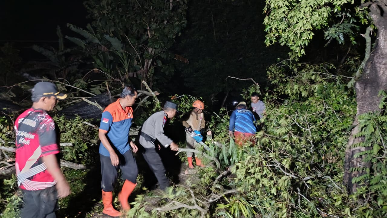 Petugas melakukan penanganan pohon tumbang di Jember. Angin kencang porak-porandakan Jember bagian Selatan. Puluhan bangunan juga rusak