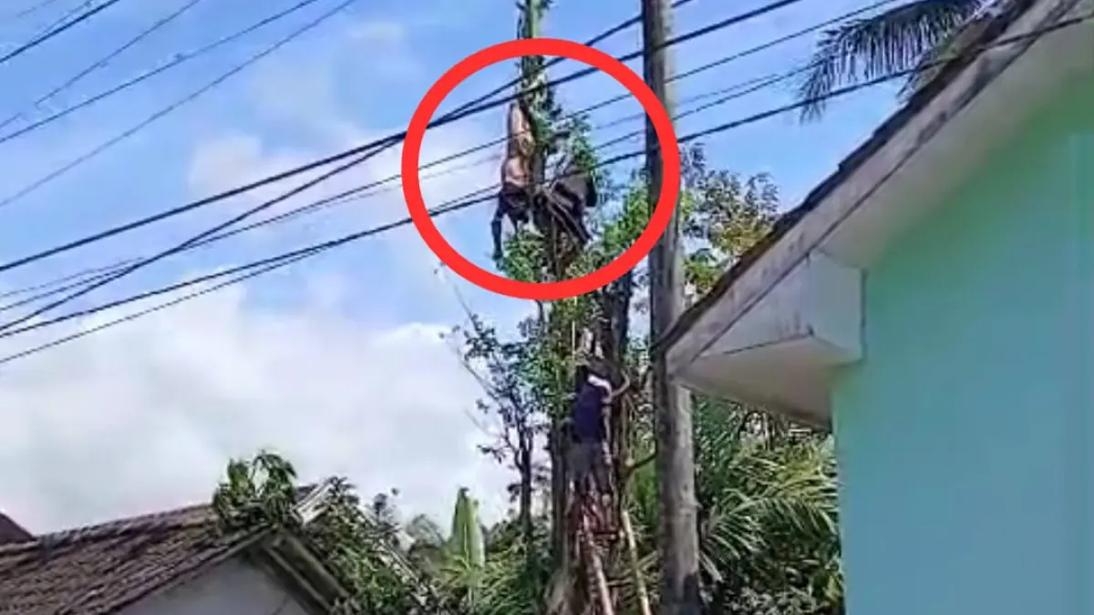 EVAKUASI: Warga bersama petugas saat mengevakuasi jasad korban bernama Abdul Wafi, 31 yang tersengat listrik diatas pohon randu pada Senin (23/3/2026) pukul 09.30 wib (Jumai/radar jember)