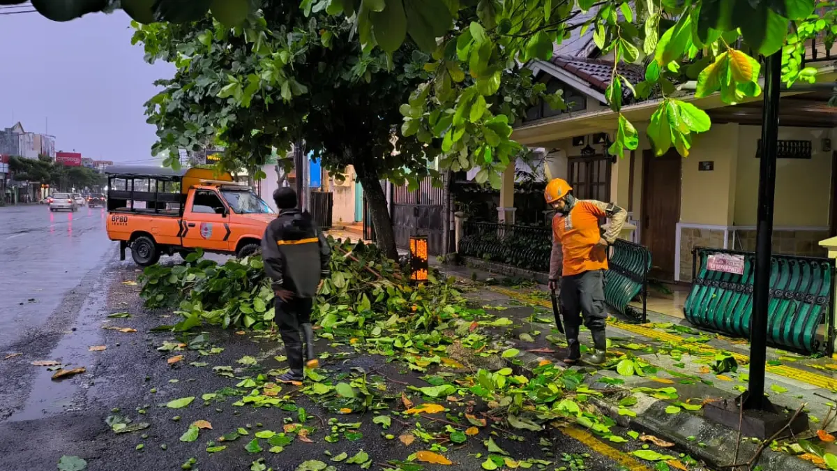 Personel BPBD Jember melakukan penanganan pohon tumbang di Kelurahan Jember Kidul, Kecamatan Kaliwates, Sabtu (28/3/2026). (Foto: BPBD Jember)