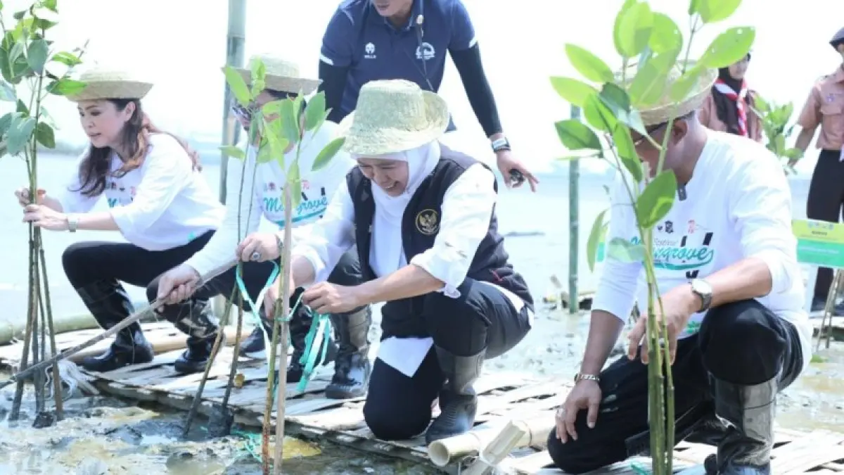 Gubernur Jawa Timur, Khofifah Indar Parawansa menanam Mangrove beberapa waktu lalu. (Pemprov Jatim)