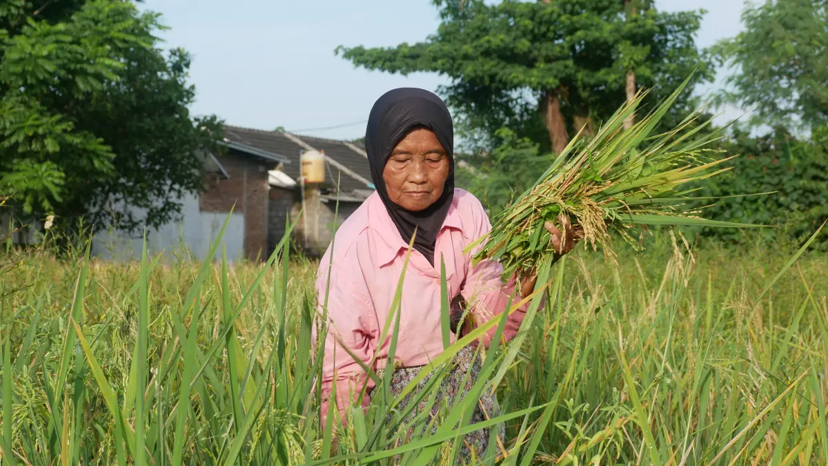 Salah satu petani saat memanen padi di sawah. Bulog Jember pun menyerap gabah petani. Bahkan serapannya tembus seratus persen dari target setahun dalam waktu empat bulan. (Sidkin/Halojember)
