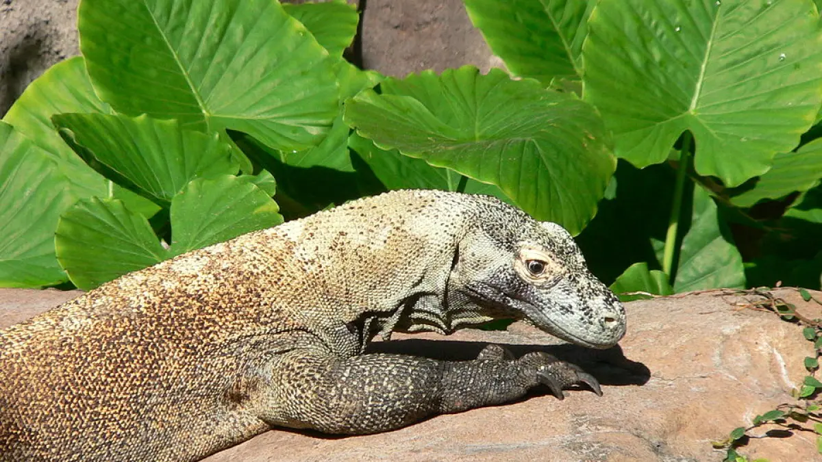 Komodo hewan purba di Indonesia (Wikpedia)