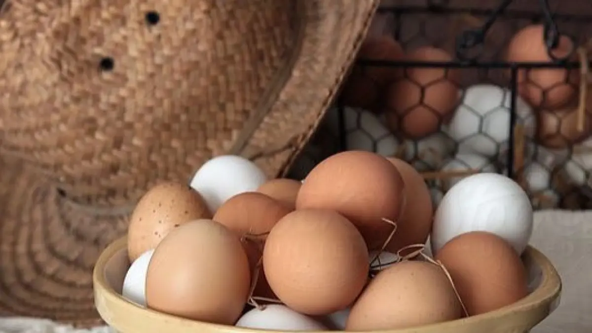 Produksi Telur Melimpah, Peternak Minta MBG Gunakan Telur Minimal Dua Kali Sepekan. (Stocksy United/Pinterest)