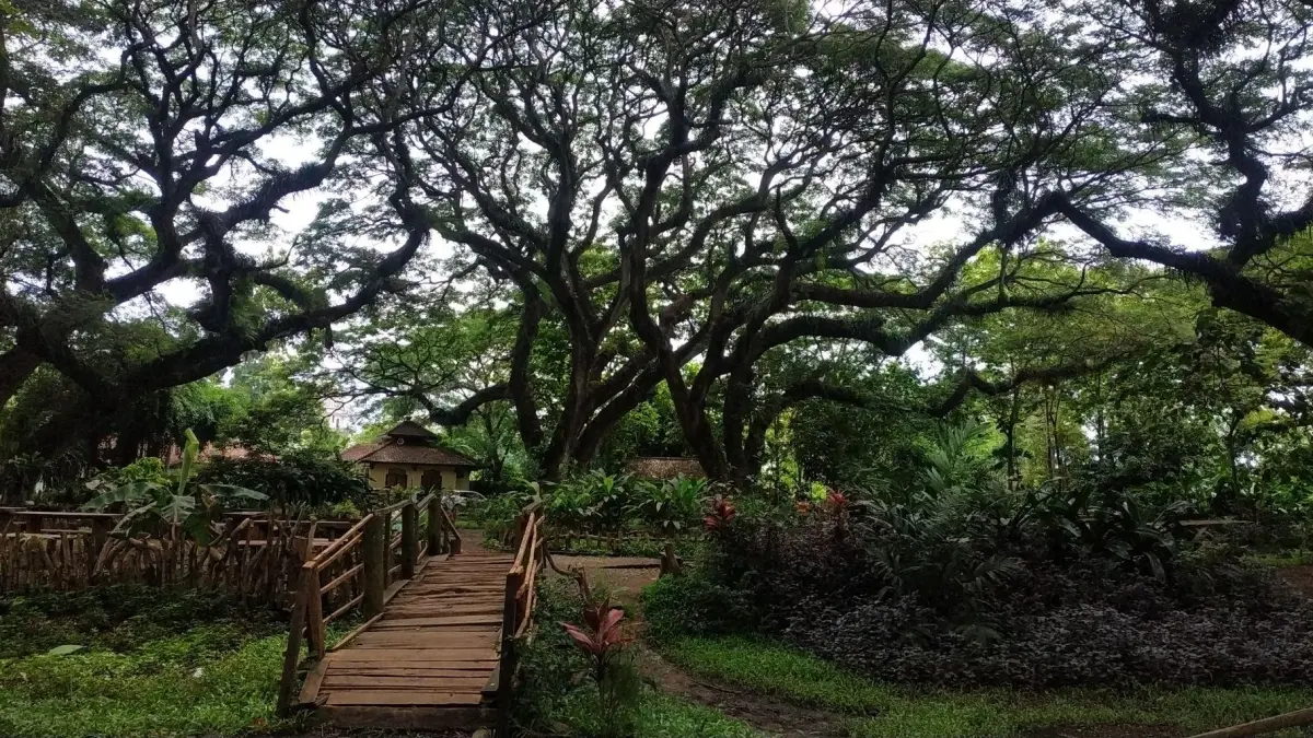 Wisata De Djawatan Banyuwangi (internet)