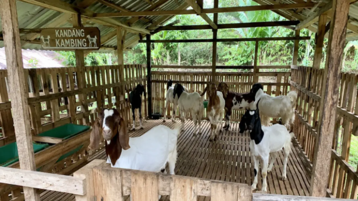 Kambing untuk kurban (AI/Halojember)