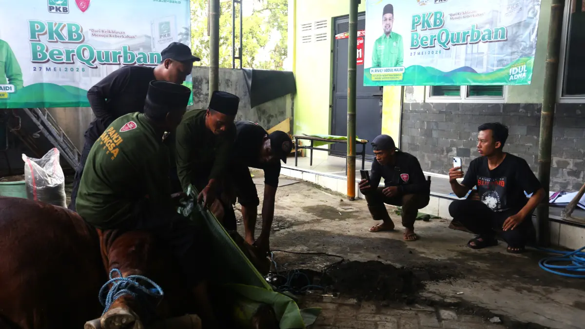 Proses penyembelihan hewan kurban jenis sapi dari Legislator DPR RI dari Fraksi PKB Moh. Rivqy Abdul Halim di kantor DPC PKB Jember, Rabu (27/5/2026). (SIDKIN ALI/HALOJEMBER)