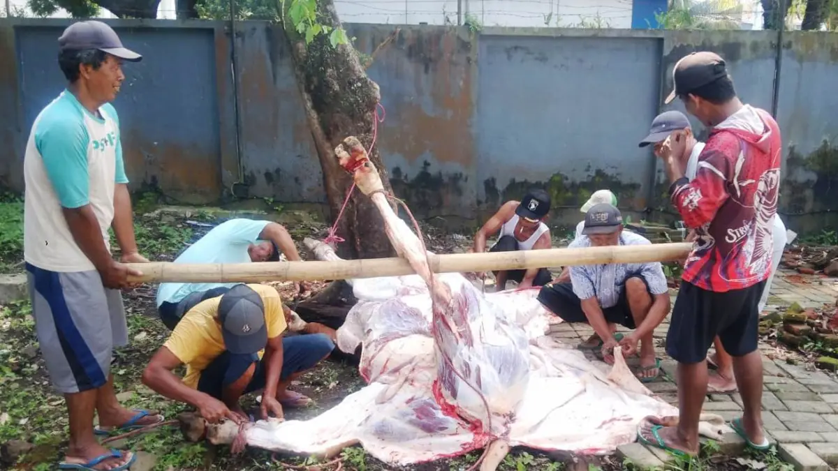 Sapi kurban dipotong di halaman samping kantor PWI Jember. (nurhariri/halojember)&nbsp;