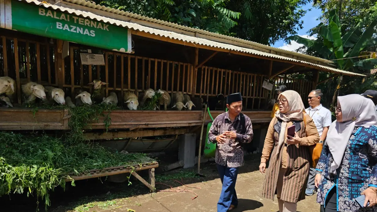 KANDANG TERPADU : Tim dari Provinsi Jawa Timur dan ITS Surabaya saat berkunjung ke kandang balai Ternak Baznas di Dusun Paceh, Desa Jamberum, Kabupaten Jember, Jawa Timur. (MS RASYID/HALOJEMBER)