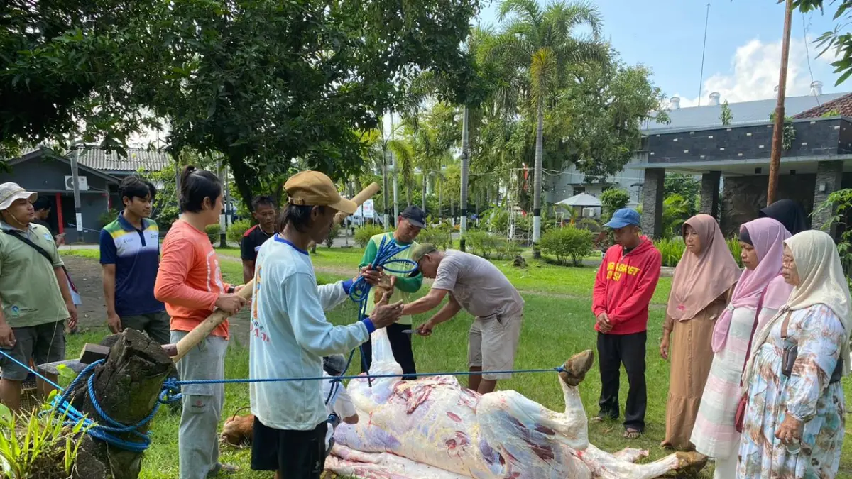 Suasana kurban sapi dan kambing di PT Mitratani Dua Tujuh pada Hari Raya Iduladha 1447 H, Rabu (27/5).