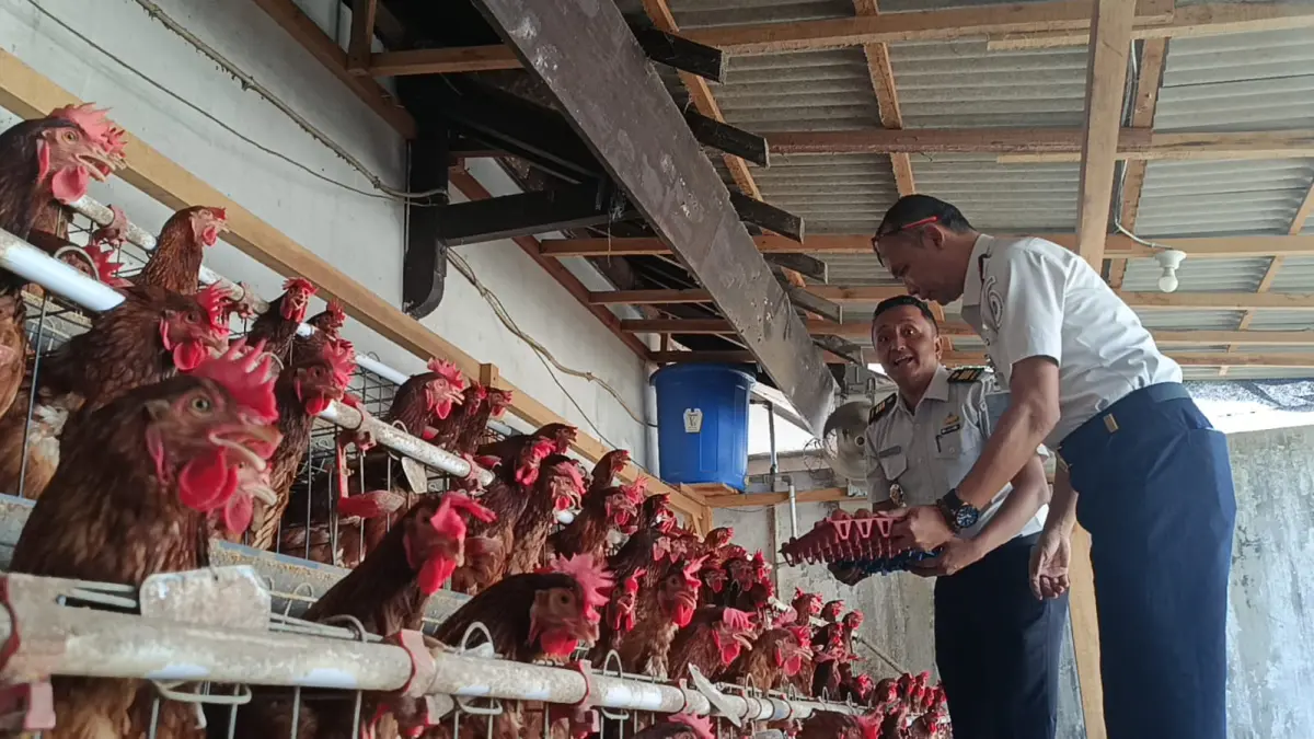 POTENSI: Peternakan ayam petelur yang menjadi salah satu program ketahanan pangan di Lapas Lumajang.  (ATIEQSON/HALOJEMBER)