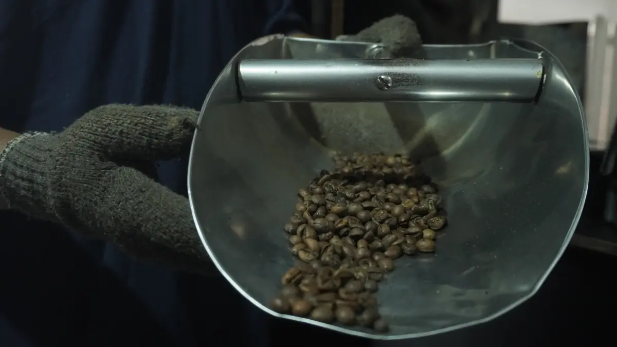 Kopi Robusta Organik PDP Kahyangan Jember Dijaga dari Hulu hingga Hilir, Semua Proses Dikerjakan Mandiri. (Sidkin/Halojember)