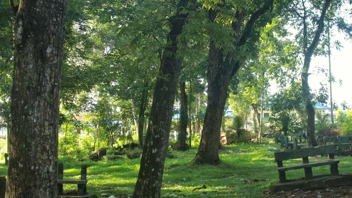 Gambar pepohonan di alam terbuka (Fara MG3/ AI/ Halojember)