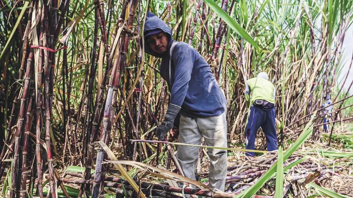 BERKURANG: Petani saat memanen tebu di lahan KSO yang dikelola FKPPN di Desa Lengkong, Kecamatan Mumbulsari, beberapa hari lalu. (SIDKIN ALI/RADAR JEMBER)