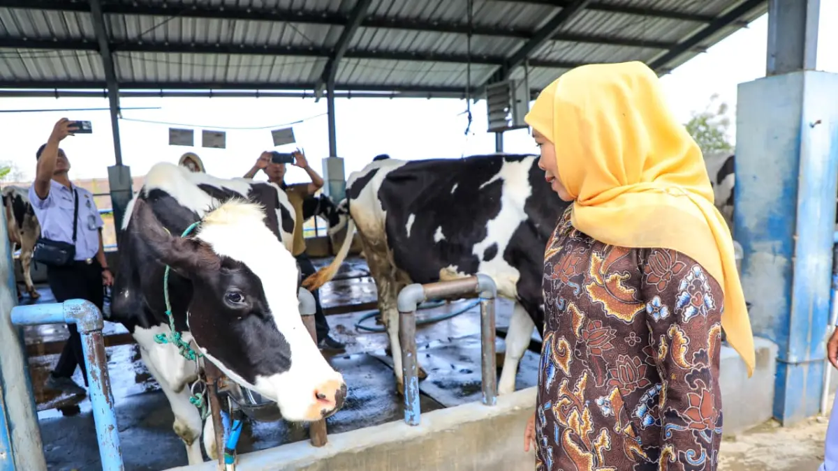 Gubernur Khofifah saat meninjau langsung pengelolaan sapi perah. (Pemprov Jatim)