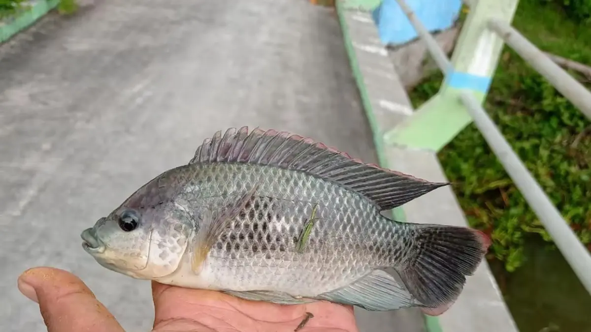 Foto Ikan Nila Lokal (TikTok/@pakwill_)