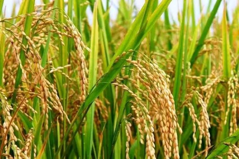 Ilustrasi padi. (Muslima-Hops.ID)