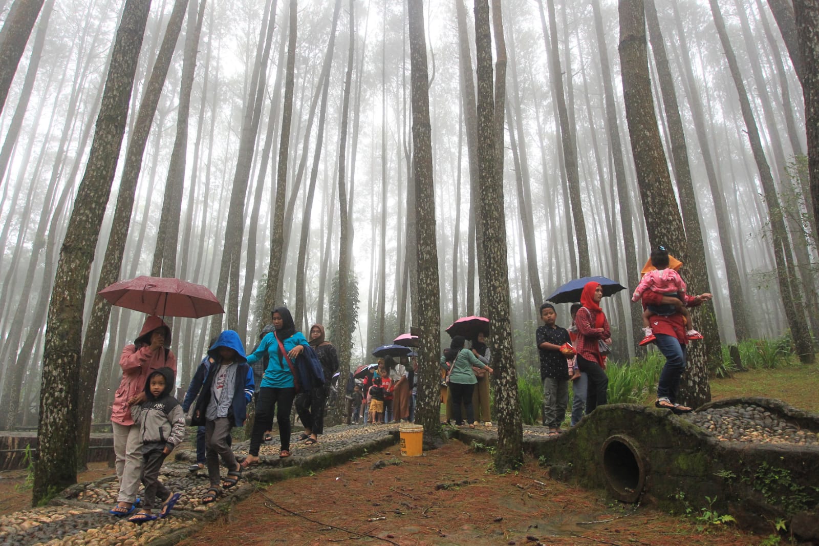 IKONIK: Wisatawan saat berkunjung di Hutan Pinus Mangunan, Dlingo, Bantul. (Guntur Aga Tirtana/Radar Jogja)