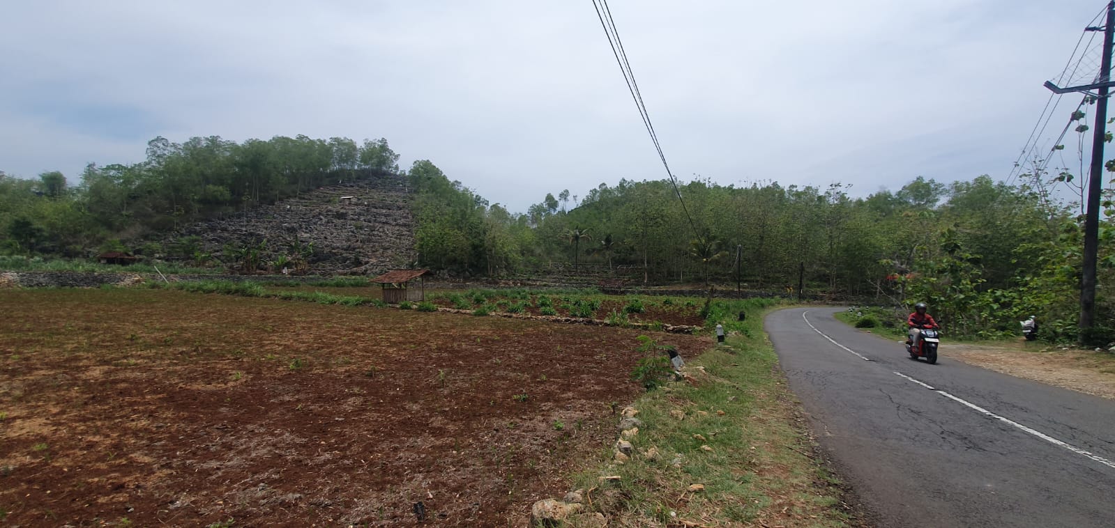 TERANCAM: Tanaman mulai tumbuh di lahan pertanian wilayah Kalurahan Kemadang, Kapanewon Tanjungsari (4/12/2023). (Foto: gunawan/radar jogja)