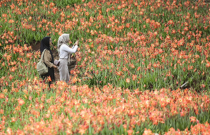 INDAHNYA:  Pengunjung berfoto  di hamparan bunga  amarilis (amaryliis  sp) yang bermekaran  di Desa Salam,  Ngasemayu, Pathuk,  Gunungkidul, Rabu (6/12). ELANG KHARISMA DEWANGGA/RADAR JOGJA
