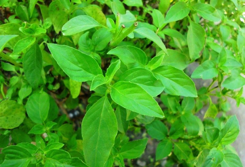 Pohon kemangi tumbuh subur. (website/sayurbox)