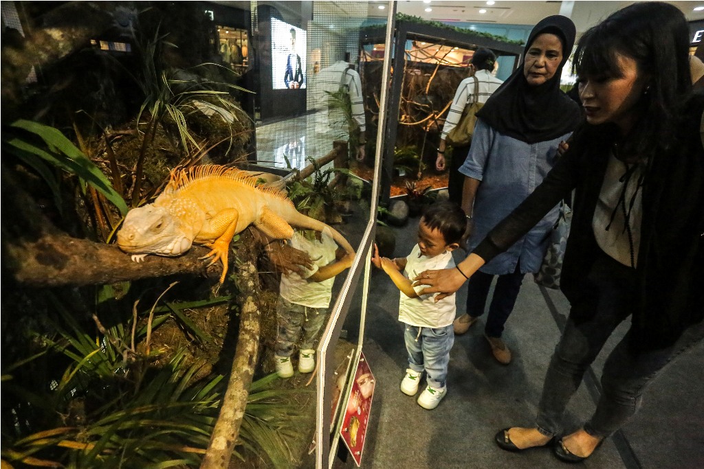 Pengunjung menikmati koleksi satwa Kebun Binatang Gembira Loka yang dihadirkan di Kebun Binatang Mini di Ambarrukmo Plaza, Kamis (07/12/2023).