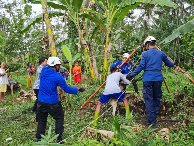 EVAKUASI: Sejumlah petugas Damkar Kabupaten Magelang berusaha mengangkat empat ekor kambing yang jatuh ke dalam sumur di Dusun Tidaran, Candiretno, Secang, Jumat (8/12). (Naila Nihayah/Radar Jogja)