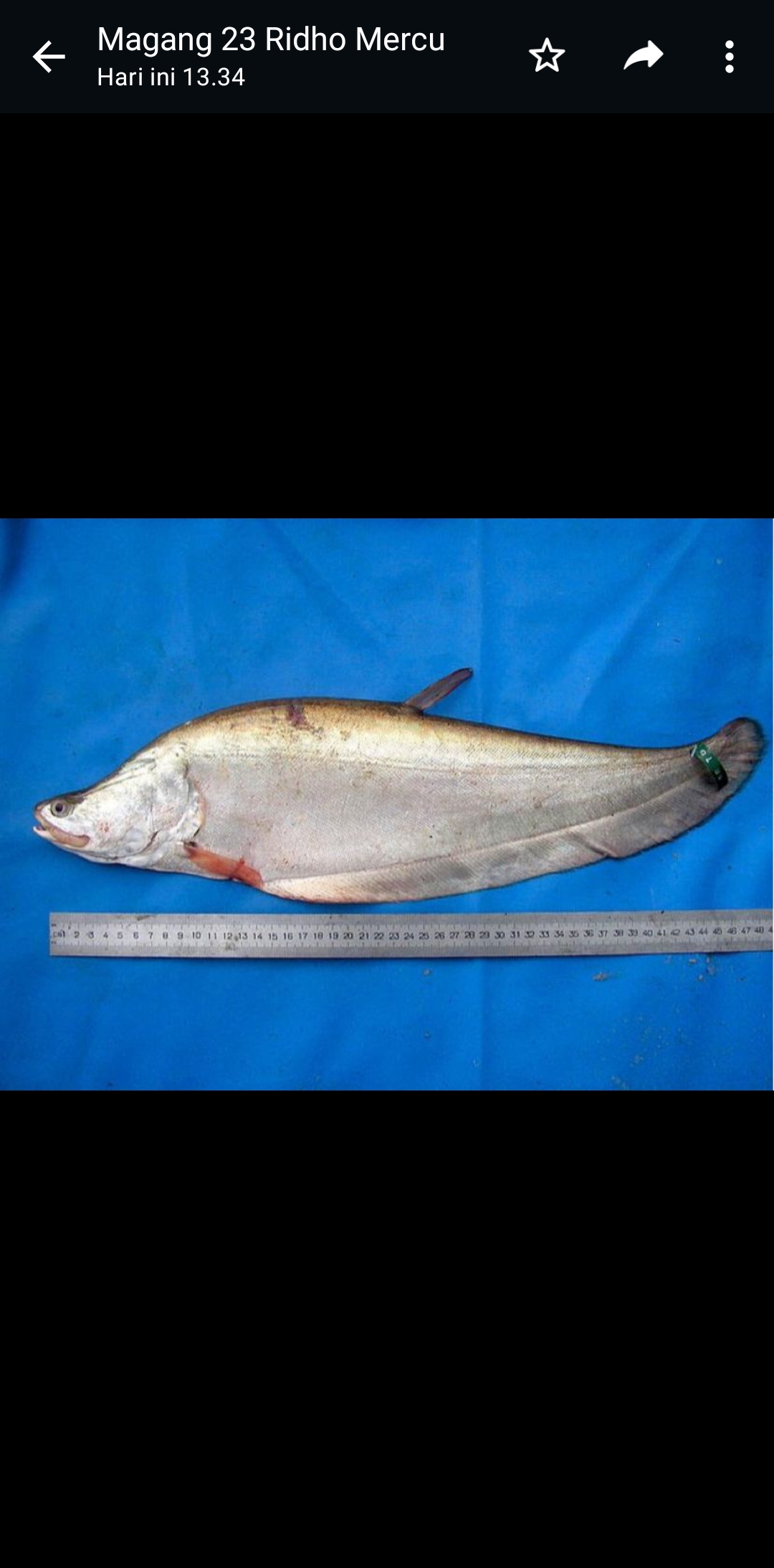 Ikan Belida. (X)